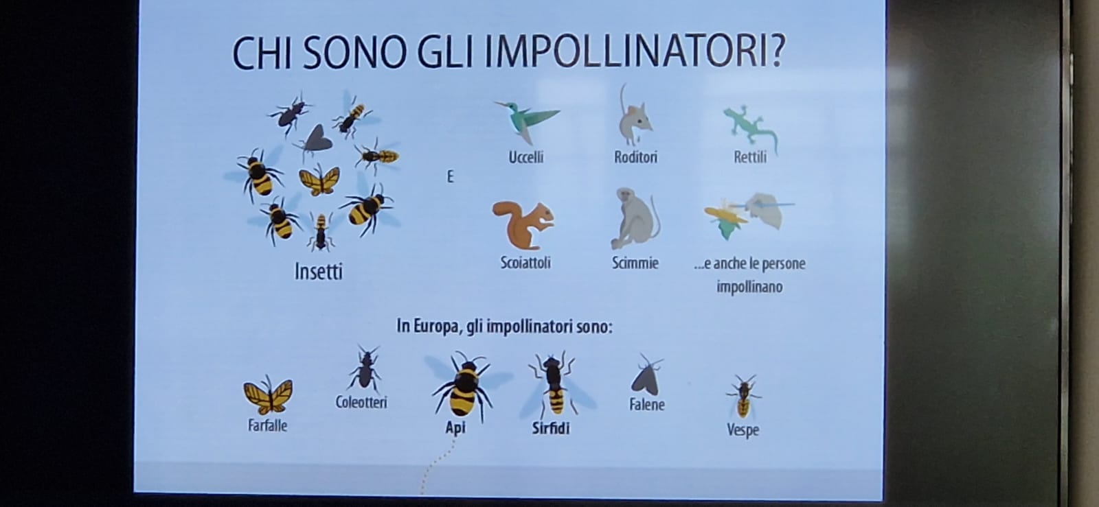 Insetti impollinatori